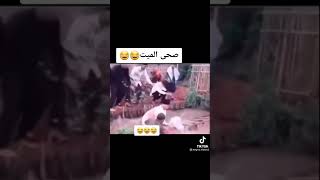 صحى الميت