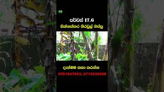 Land for sale - Contact: 0761647953 #anushkawijeweera  #lakruradiosrilanka #lakadsyoutube #shorts