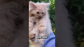 😱УДИВИТЕЛЬНАЯ ИСТОРИЯ ПРО КОТЯТ И МАМУ КОШКУ