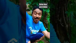 Strike ikan parai babon #shorts