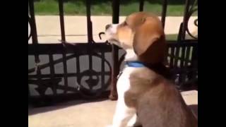 Animal Vines 57 | Puppy dog barking