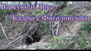 Кадры с фотоловушки. Барсуки и Лиса. Footage from camera traps. Badgers and Fox.