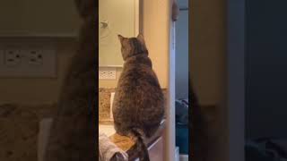 Не спрятаться, не скрыться 😄#cat #funny #смешноевидео #приколы