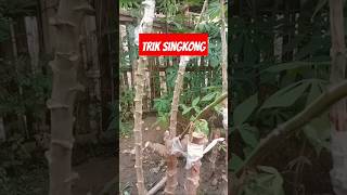 Okulasi singkong agar berbuah banyak #tutorialviral #singkong #buahlebat #shorts