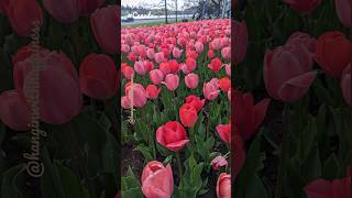 Canada Tulip Festival, Ottawa 2023 | #canada #tamil #ytshorts #shorts #hanginwithhappiness #tulip