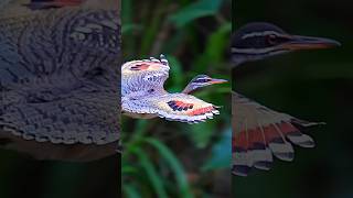 Amazing wing of Sunbittern #birds #wildlife #birdwatching #nature #birdlovers #butterfly