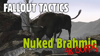 Fallout Tactics - Nuked Brahmin Cutscene // 4K, 60FPS, AI Restored