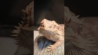 Adorable Bearded Dragon!