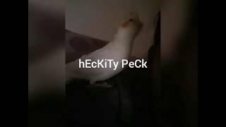 I memed my pet bird Atticus