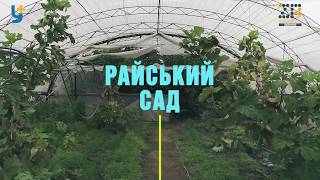 Райський сад: у Кам'янці- Дніпровській вірменська родина вирощує інжир, хурму та гранати