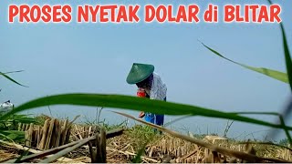 BEGINILAH CARA PROSES NYETAK DOLAR di BLITAR!!