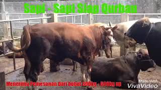 Sapi Qurban 1440 H || Sapi Sehat Dan Bahagia || Jual Blitar Jawa Timur