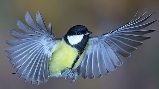 Вечно-голодные синички) На них можно смотреть вечно)🌻Feeding the seeds of tits in the winter.Feeder