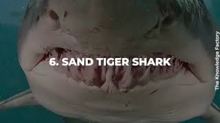 10 Scary But Not Dangerous Animals