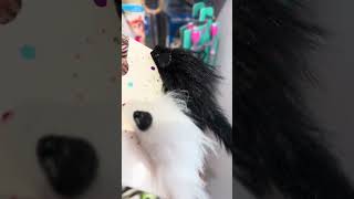 plush mice cat toy#asmr #toys #shortvideo #shorts #short #viral #trending