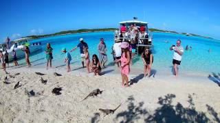 Iguana feeding - Allen's Cay, the Exumas