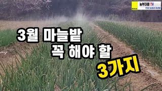 마늘밭 3월에 해야할 3가지 빨리 한다고 좋을건 없습니다~