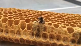 Abeilles et miel : Naissance d'une abeille ouvrière