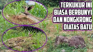 Tak Disangka Lokasi Dipinggiran Jalan, Ada Tekukur Super Permainan Diatas Batu