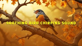 Soothing Bird Chirping Sound and Background Morning Music- Keeps You Refresh and Relaxed