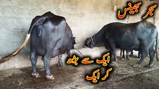 Top class first time buffalo|Biggest milking buffalo|world record buffalo|highest breed buffalo