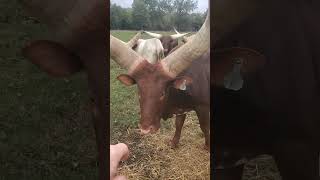 YOUNG WATUSI BULL