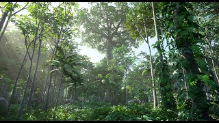 Procedural Ecosystem Setup Tutorial - Rain Forest Pack - UE4