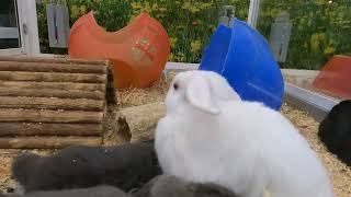 Cute Rabbit 🐰 🐇 💖💛💙💚💜❤️👍👌🥰💖💚💛❤️, PET shop, kelliville Sydney, cute animals #subscribe #shorts