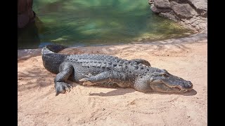 حديقة التماسيح اكادير - Crocodile Park Agadir