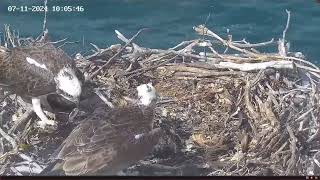 Port Lincoln Osprey 07.11.2024 09:59