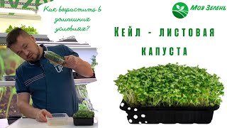 Капуста листовая - Кейл. Микрозелень