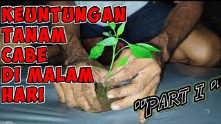 KEUNTUNGAN MENANAM CABE DIMALAM HARI || CARA MENANAM CABE #CABE