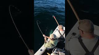 Bluefin tuna gaffed with closet rod.