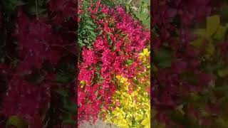 Beautiful Bougainvillea and #Ficus combination. #short  video