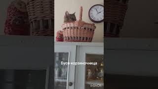 Наша кошка Буся обожает корзинки