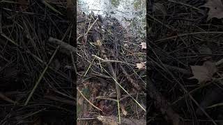 Beaver Dam and Geomorphology #short