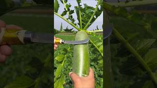 Satisfying fresh radish cutting #fresh #radish #cuttingskill #fruitcutting