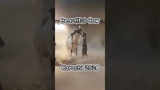 Cow Mandi 2024 Lahore🐄 || Cow fitting || #cow #mandi #2024