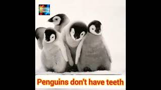 5 Amazing facts about Penguins |Astounding Facts|