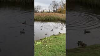 Duck dancing