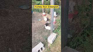 Turkey Run #growfood  #growfoodathome #turkey #turkeybird #turkeydinner #farming #farm