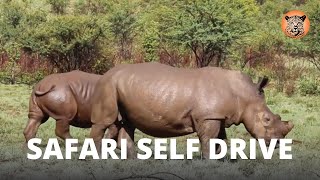 Safari Self Drive | What happens to wildlife when it rains?