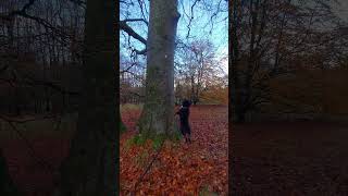 #jagdterrier jumping up trees again! #leaves #trees #scotland