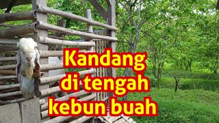 Peternakan Kambing di Tengah Kebun Buah