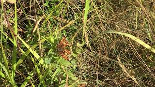 ディオネヒョウモンモドキMelitaea deione (Provençal Fritillary) 2024/06/26 Rimplas France