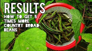 Results of How to get 5 time more Country broad beans (lablab). Eng Subs