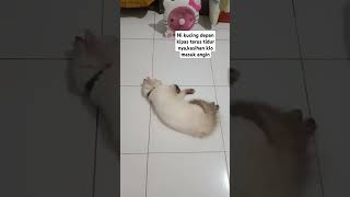 Apakah kucing bisa masuk angin#cat #catlover #kucingimut #cute #cutecat #kucing #shorts