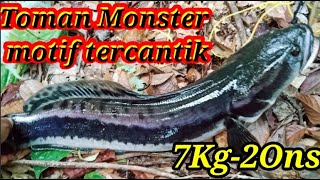 Toman Terbesar‼️Kalimantan Tengah#ikan#toman#casting#castingtoman