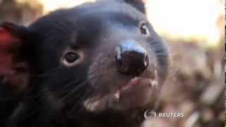 Tasmanian Devils Find a Home at San Diego Zoo