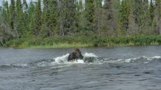 Muskox Video